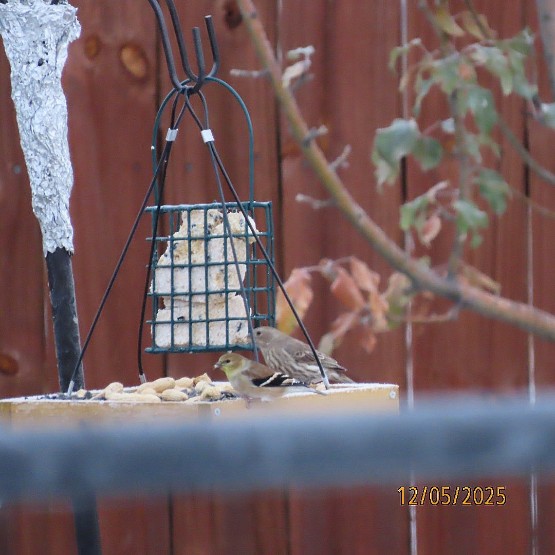 Altın İskete - ML646428397