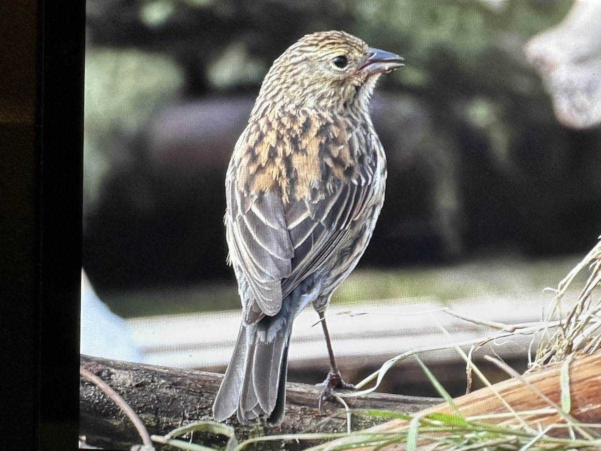 Plumbeous Sierra Finch - ML646428399
