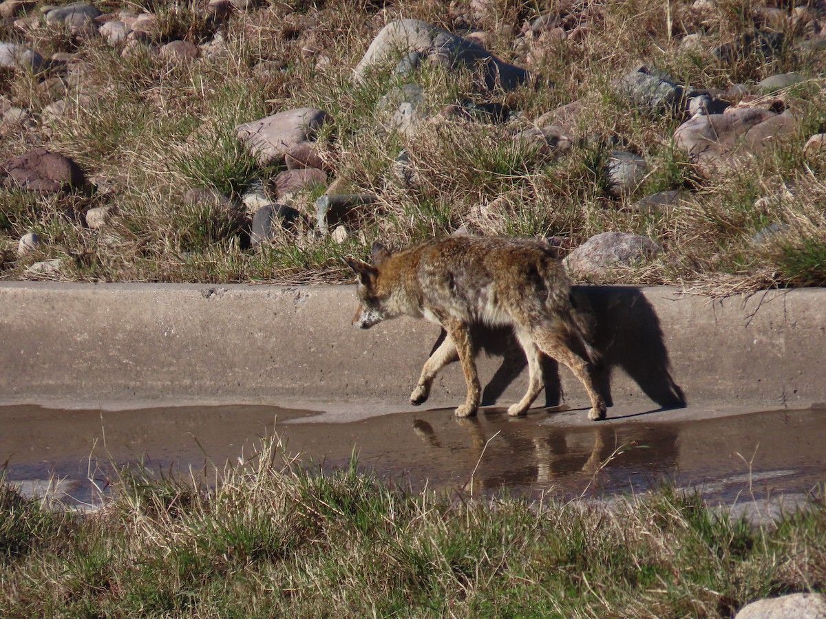 Coyote - ML646428400