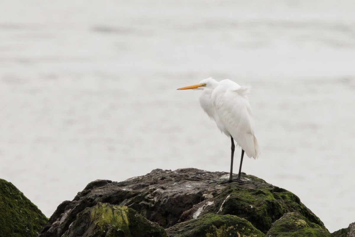 Great Egret - ML646428402