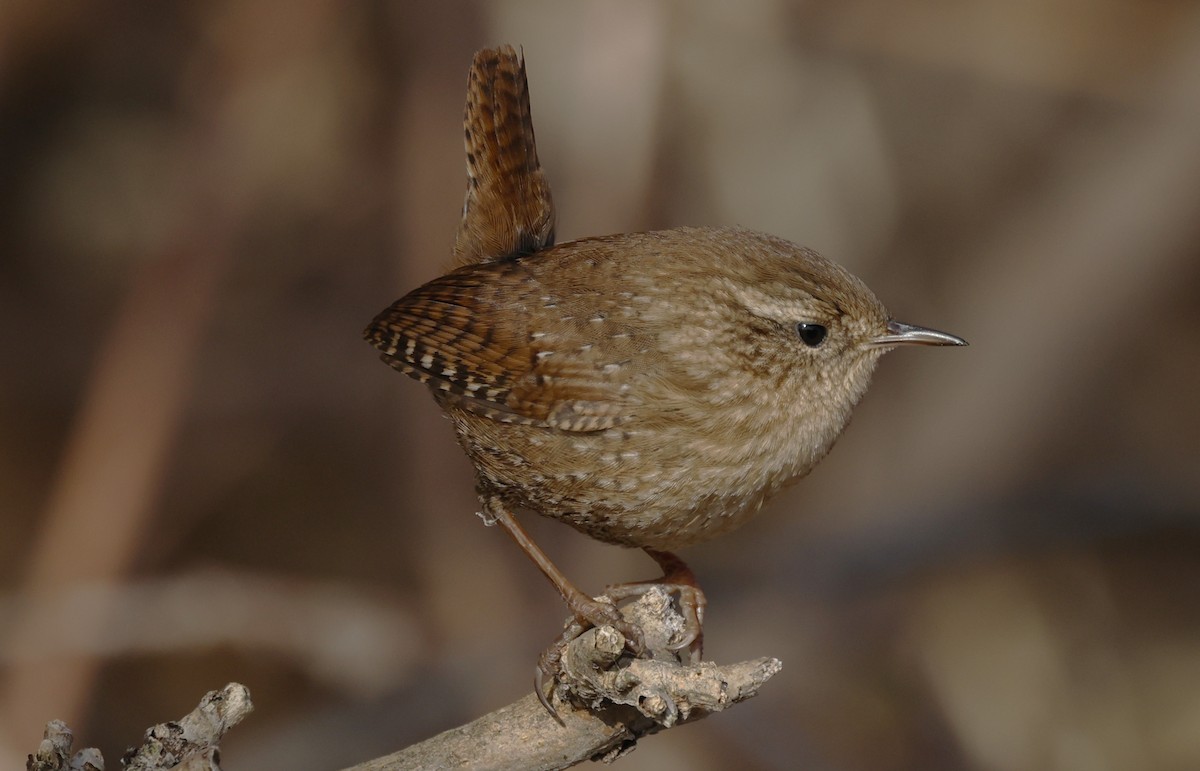 Winter Wren - ML646428408