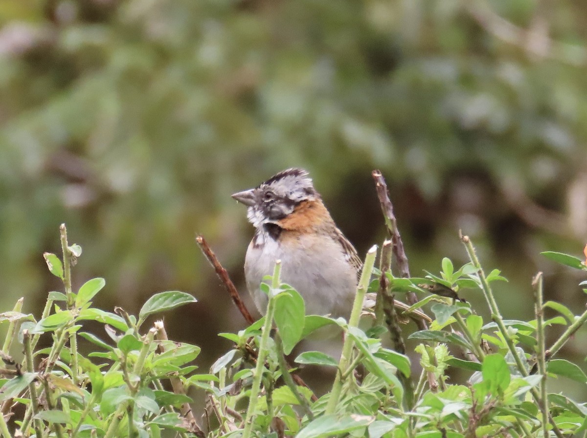 Rufous-collared Sparrow - ML646428410