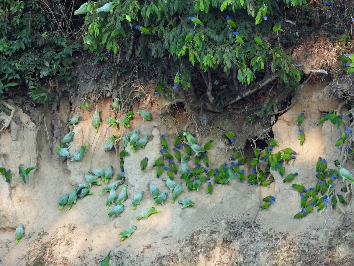 Blue-headed Parrot - ML646428411