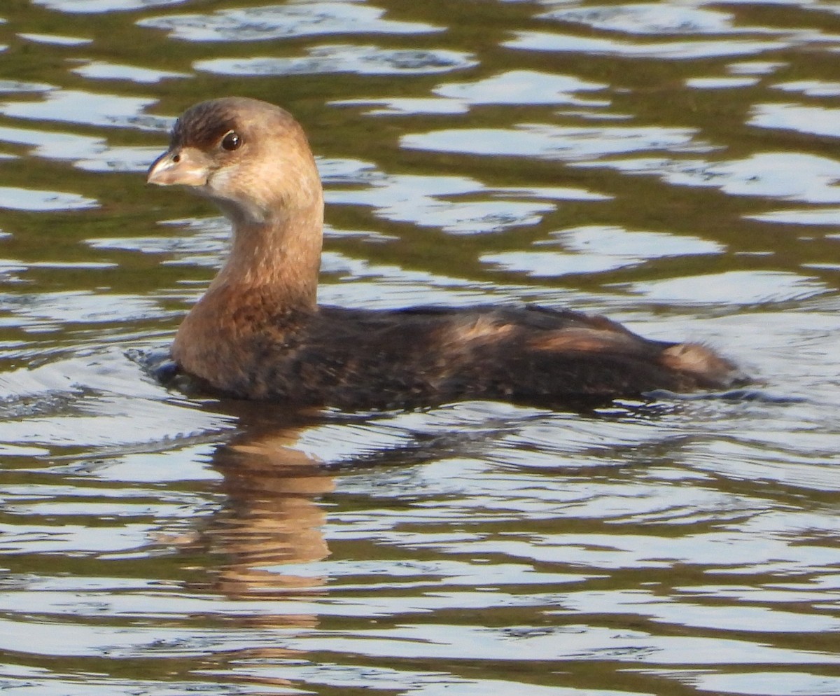 Pied-billed Grebe - ML646428416