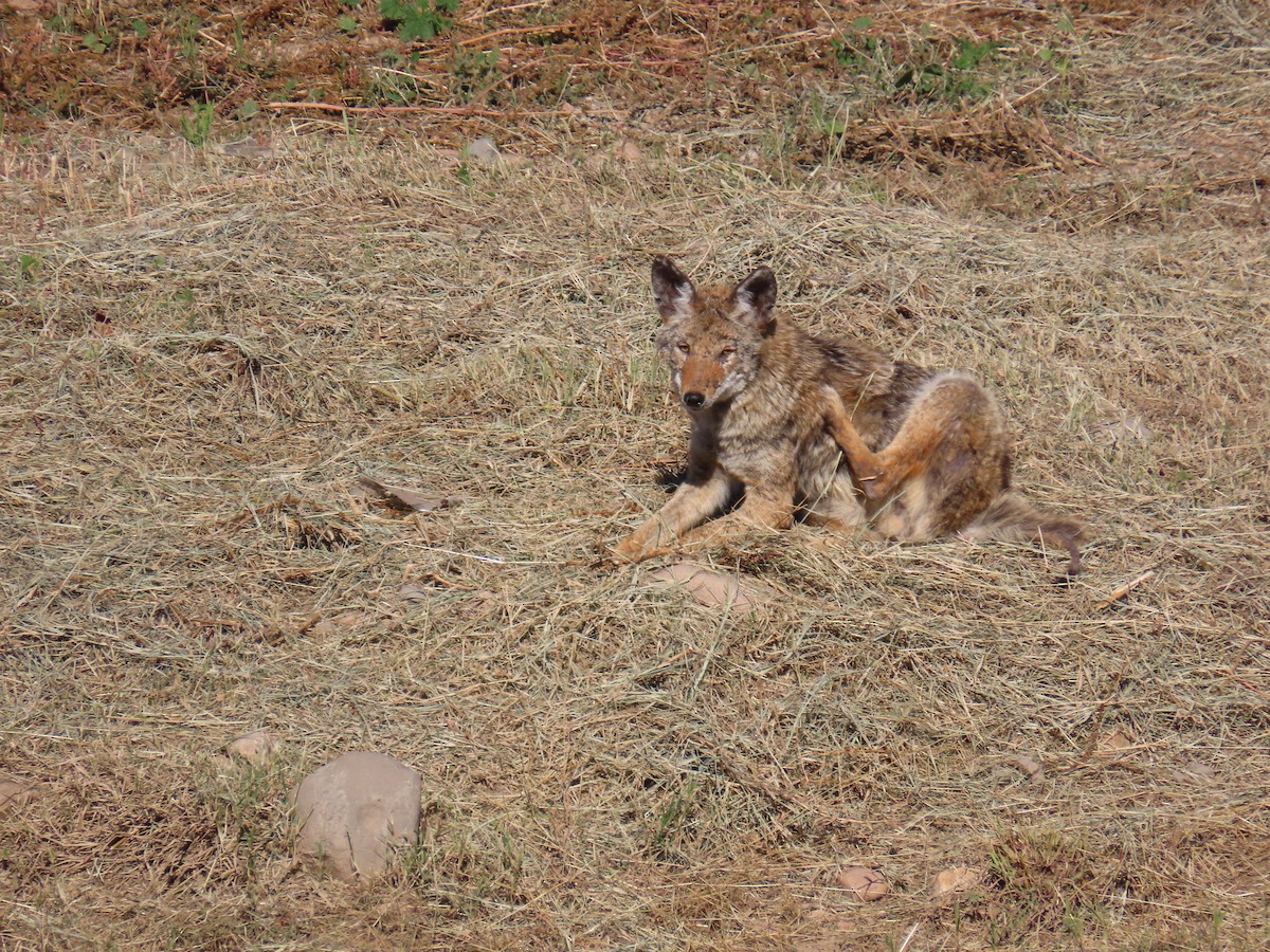 Coyote - ML646428417