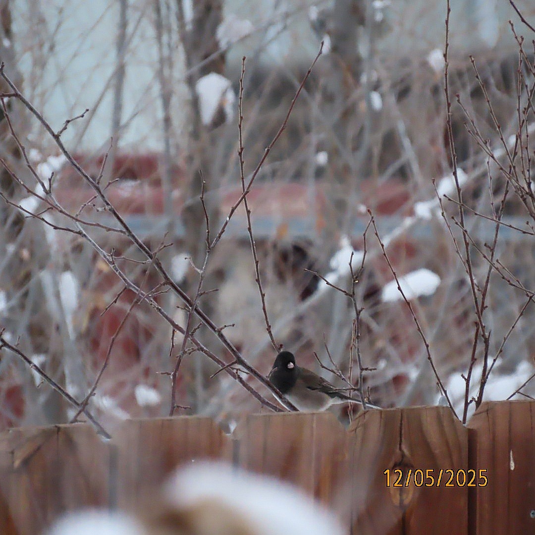 Dark-eyed Junco - ML646428418