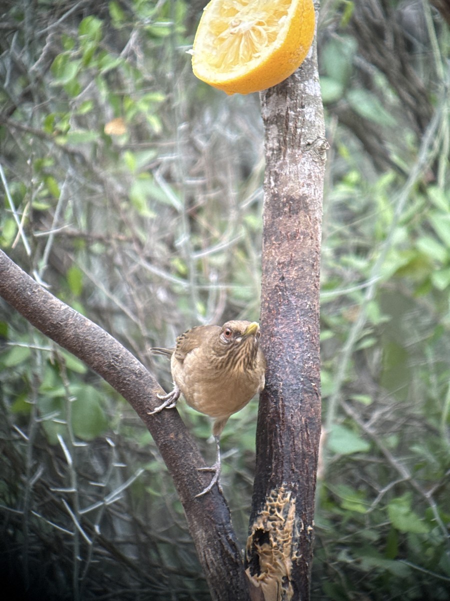 Clay-colored Thrush - ML646428419