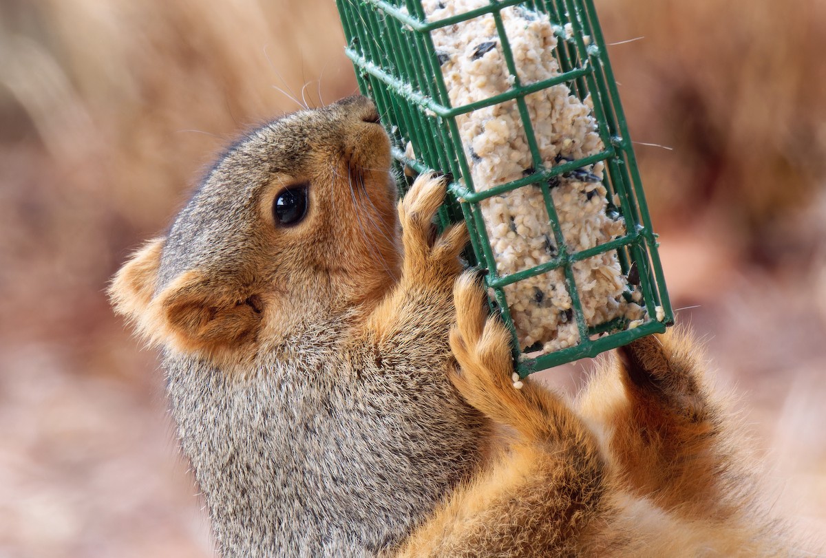 Eastern Fox Squirrel - ML646428420