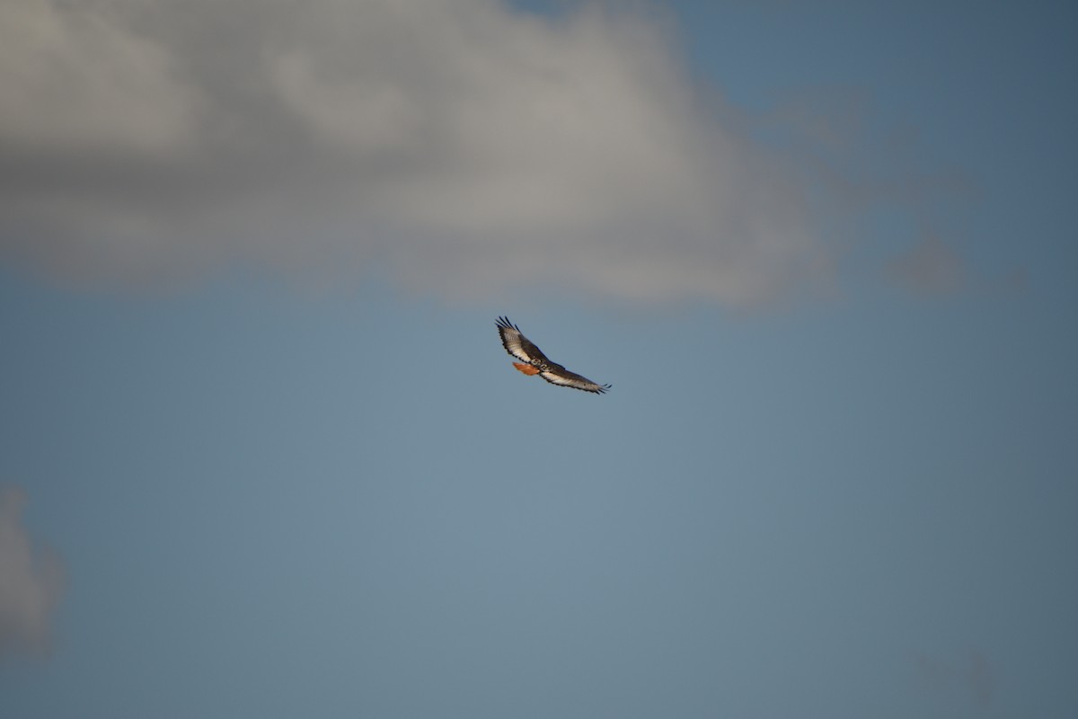 Augur Buzzard - ML646428424