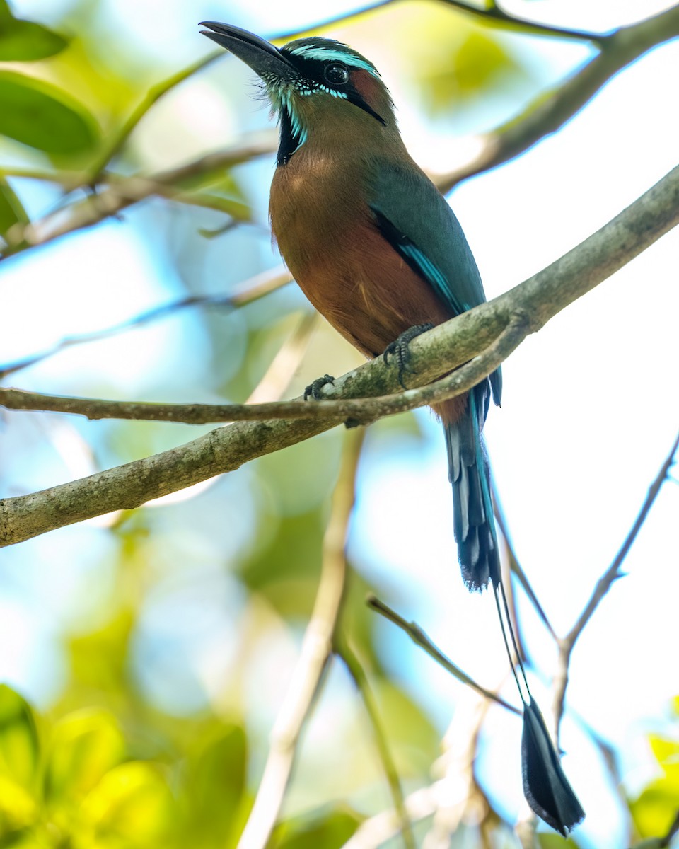 Turquoise-browed Motmot - ML646428431