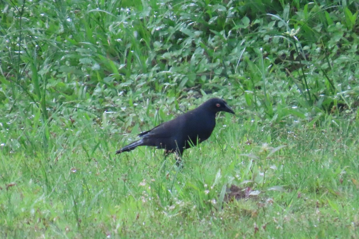 Giant Cowbird - ML646428432