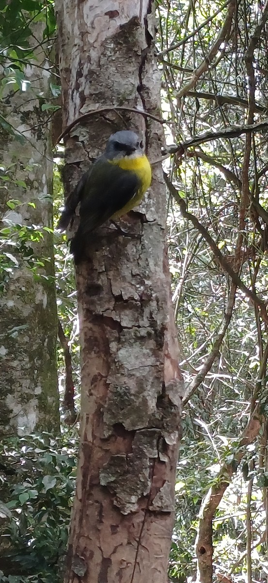 Eastern Yellow Robin - ML646428435