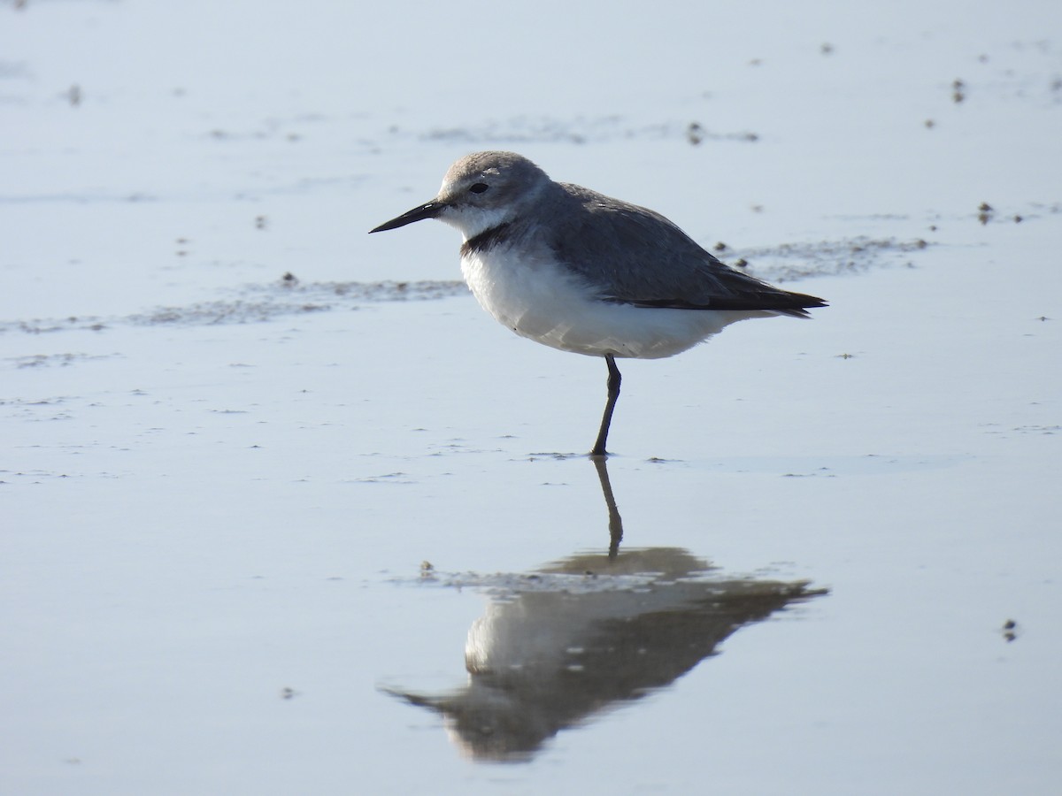 kulík křivozobý - ML646428436