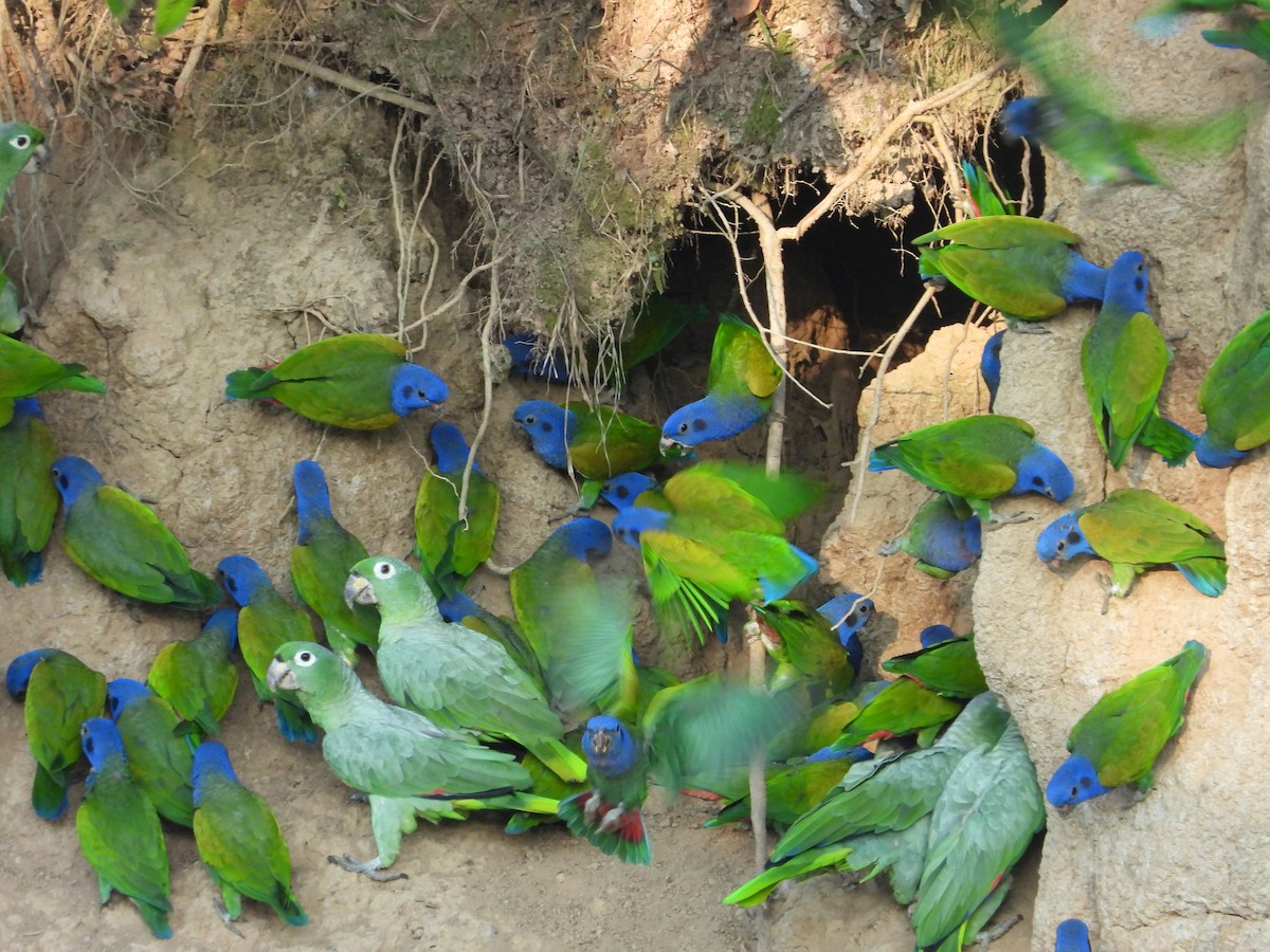 Blue-headed Parrot - ML646428437