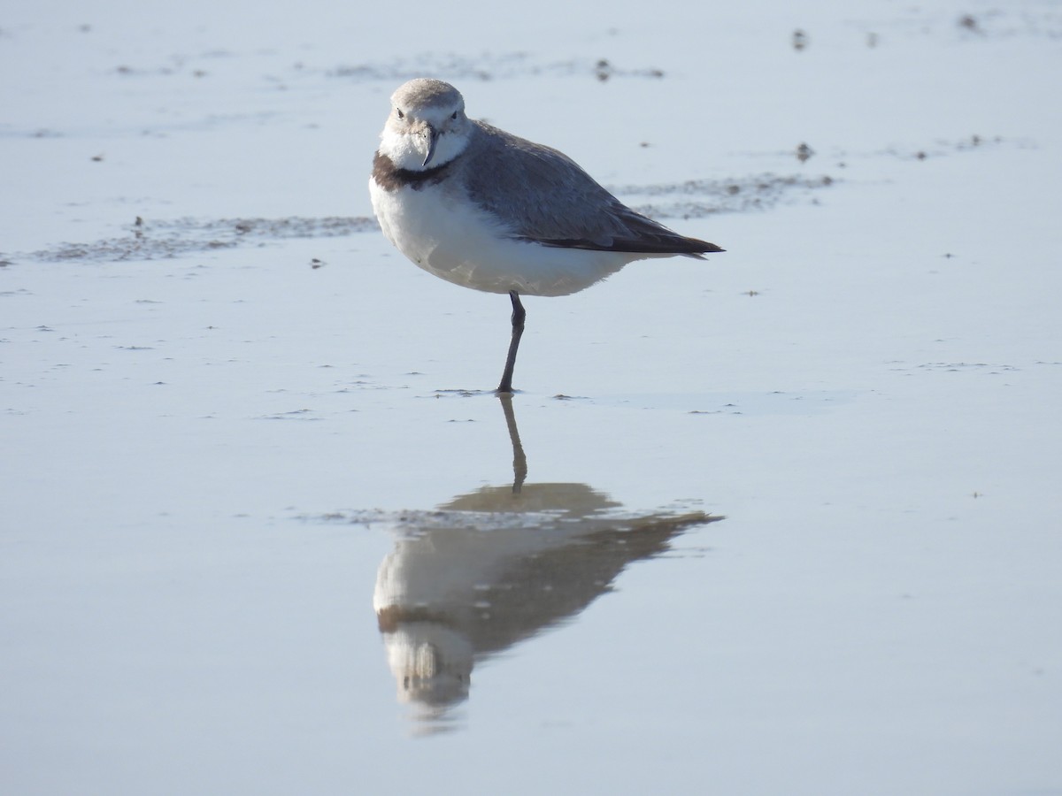 kulík křivozobý - ML646428438