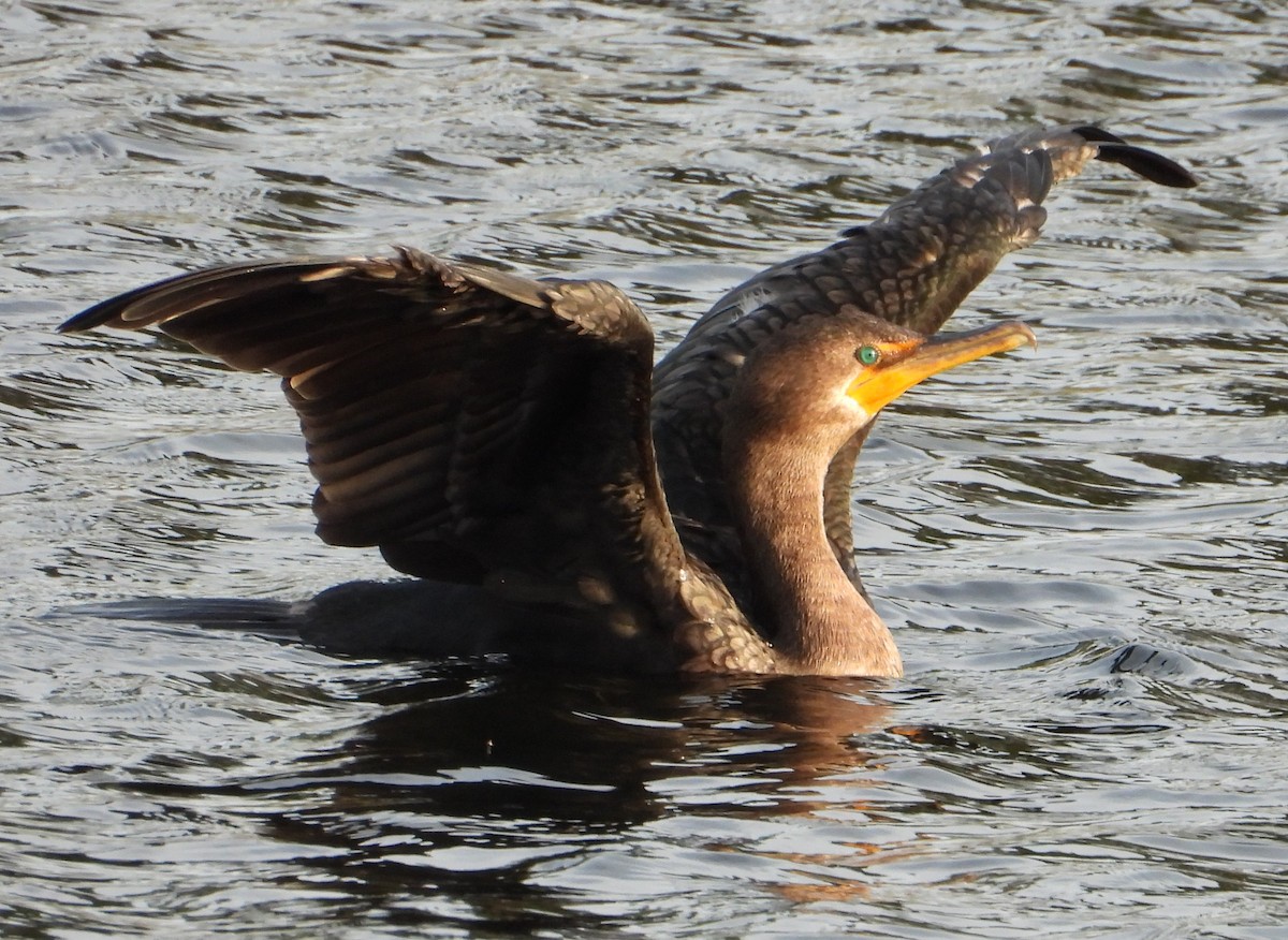 Double-crested Cormorant - ML646428439