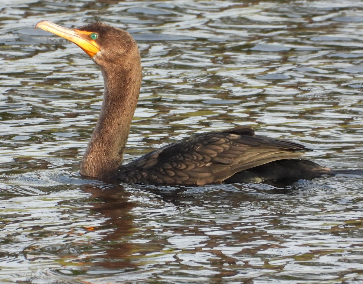 Double-crested Cormorant - ML646428440
