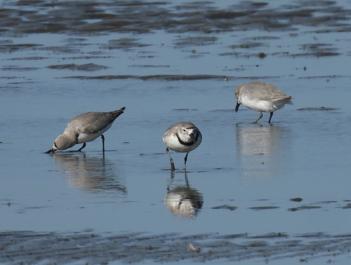 kulík křivozobý - ML646428441