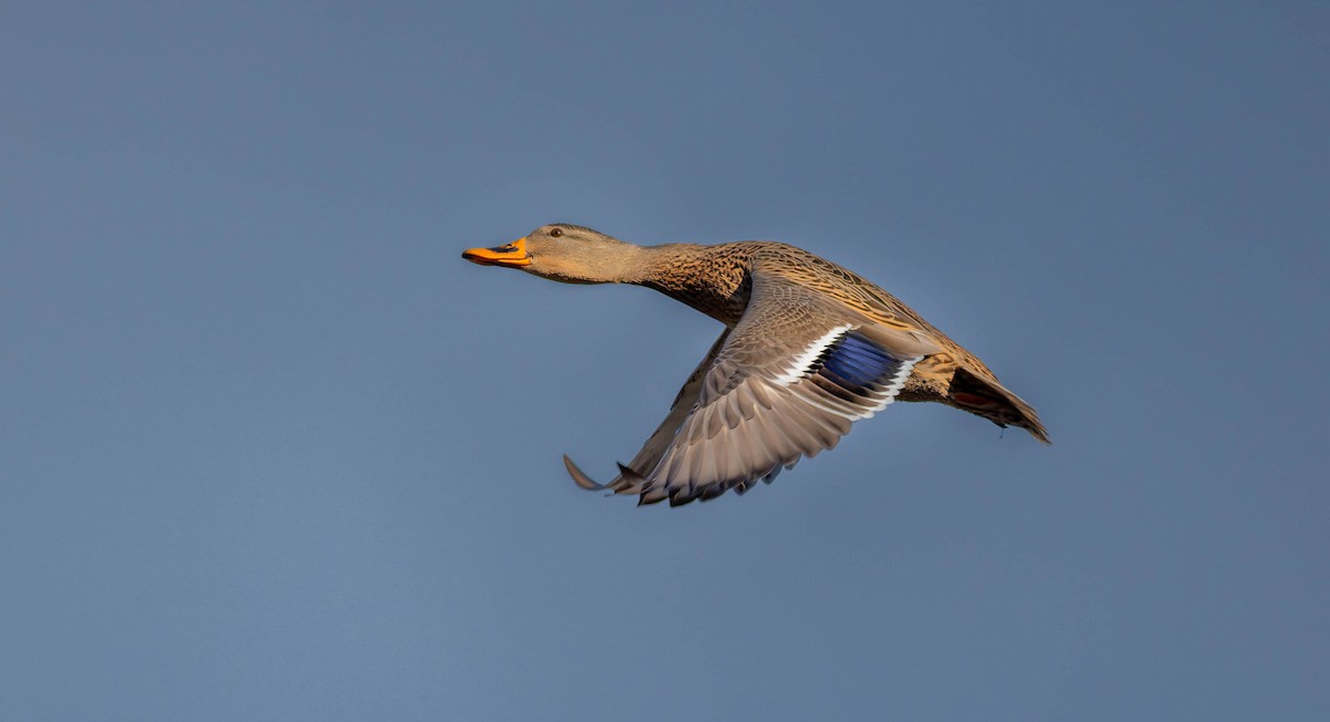 kachna divoká - ML646428442