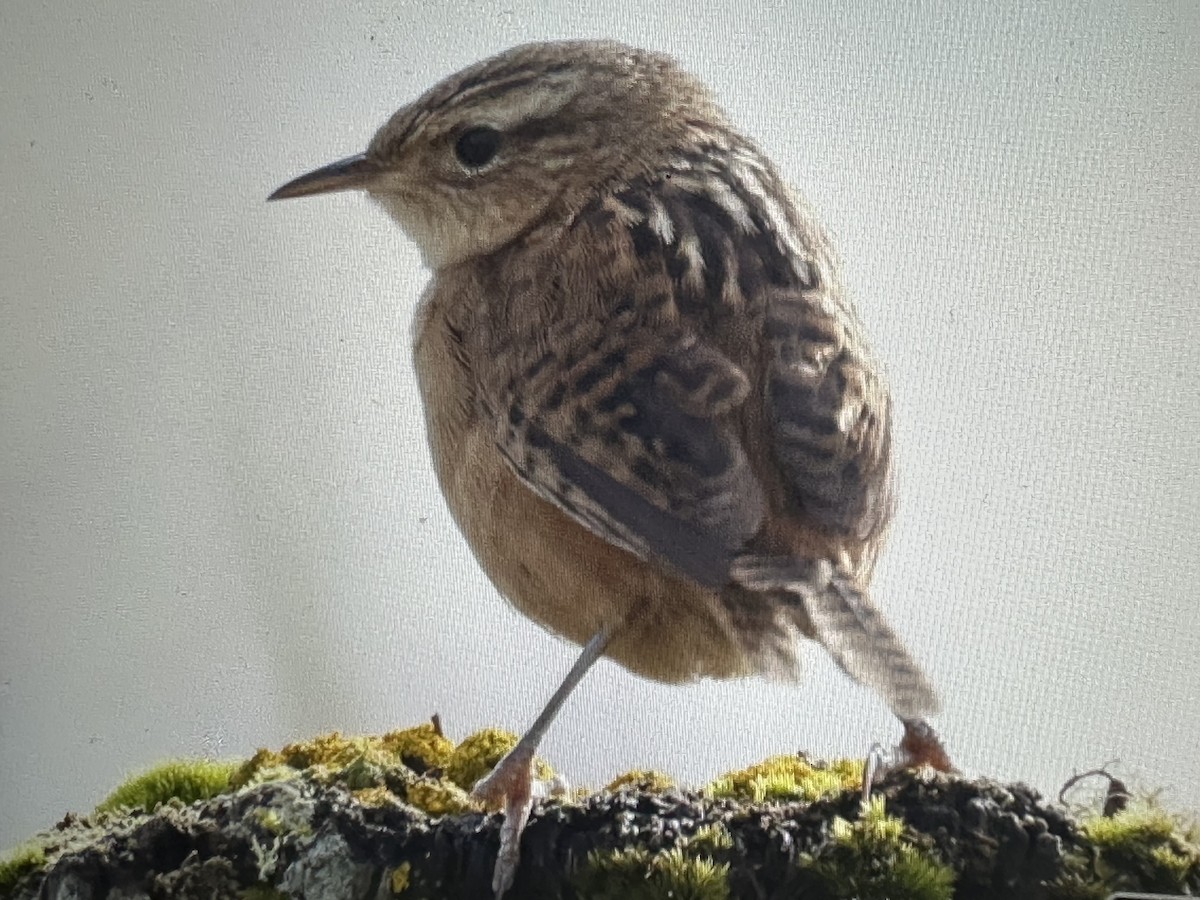 Grass Wren - ML646428443
