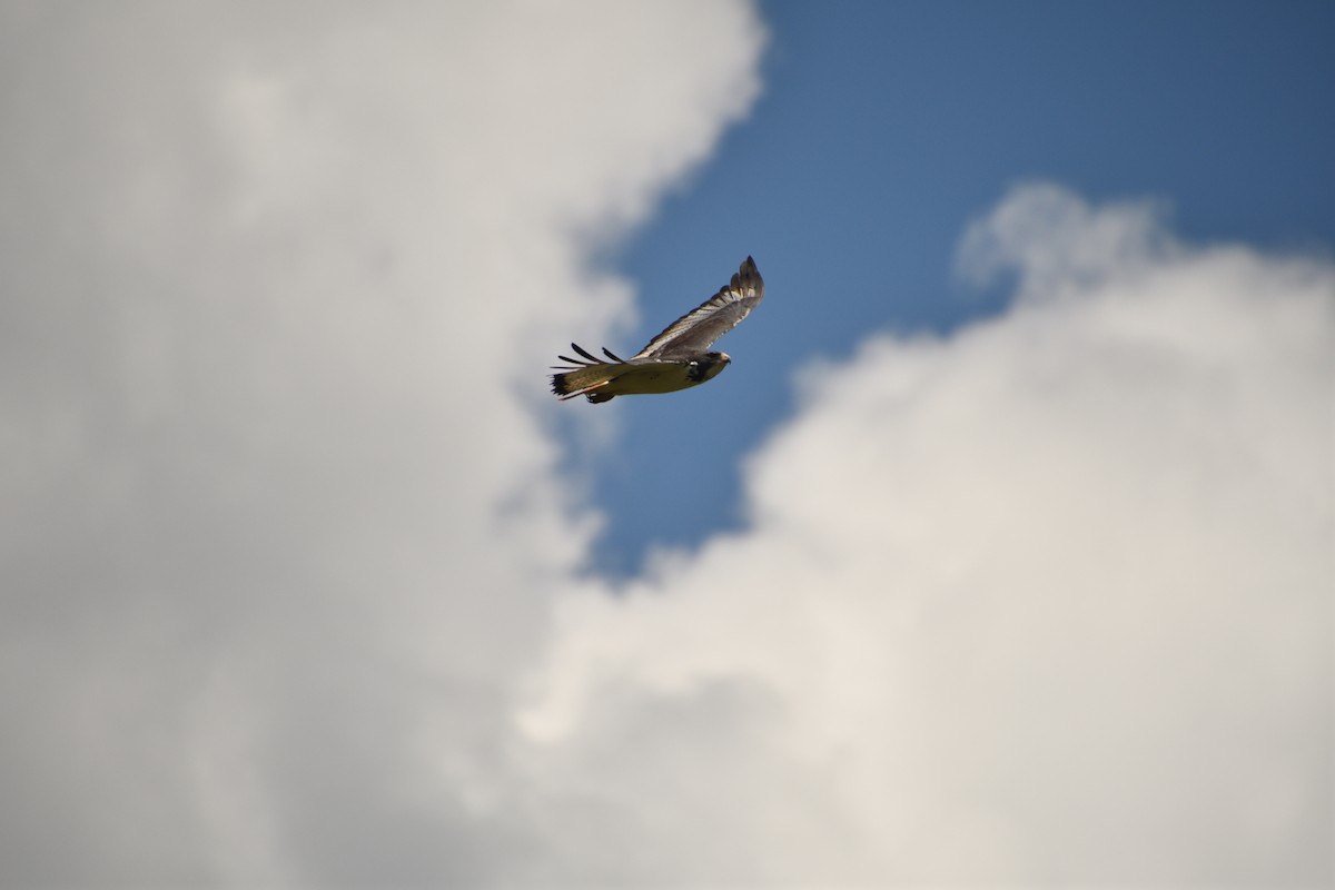 Augur Buzzard - ML646428444