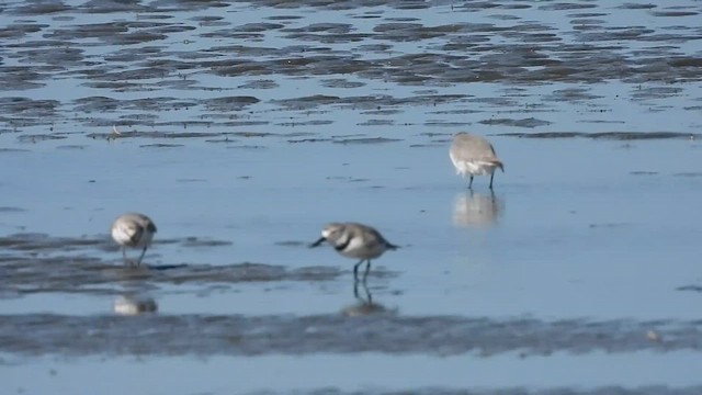 kulík křivozobý - ML646428445