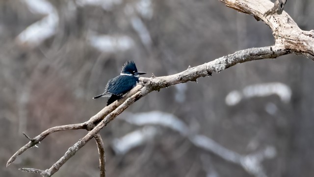 Belted Kingfisher - ML646428451