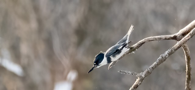 Belted Kingfisher - ML646428452