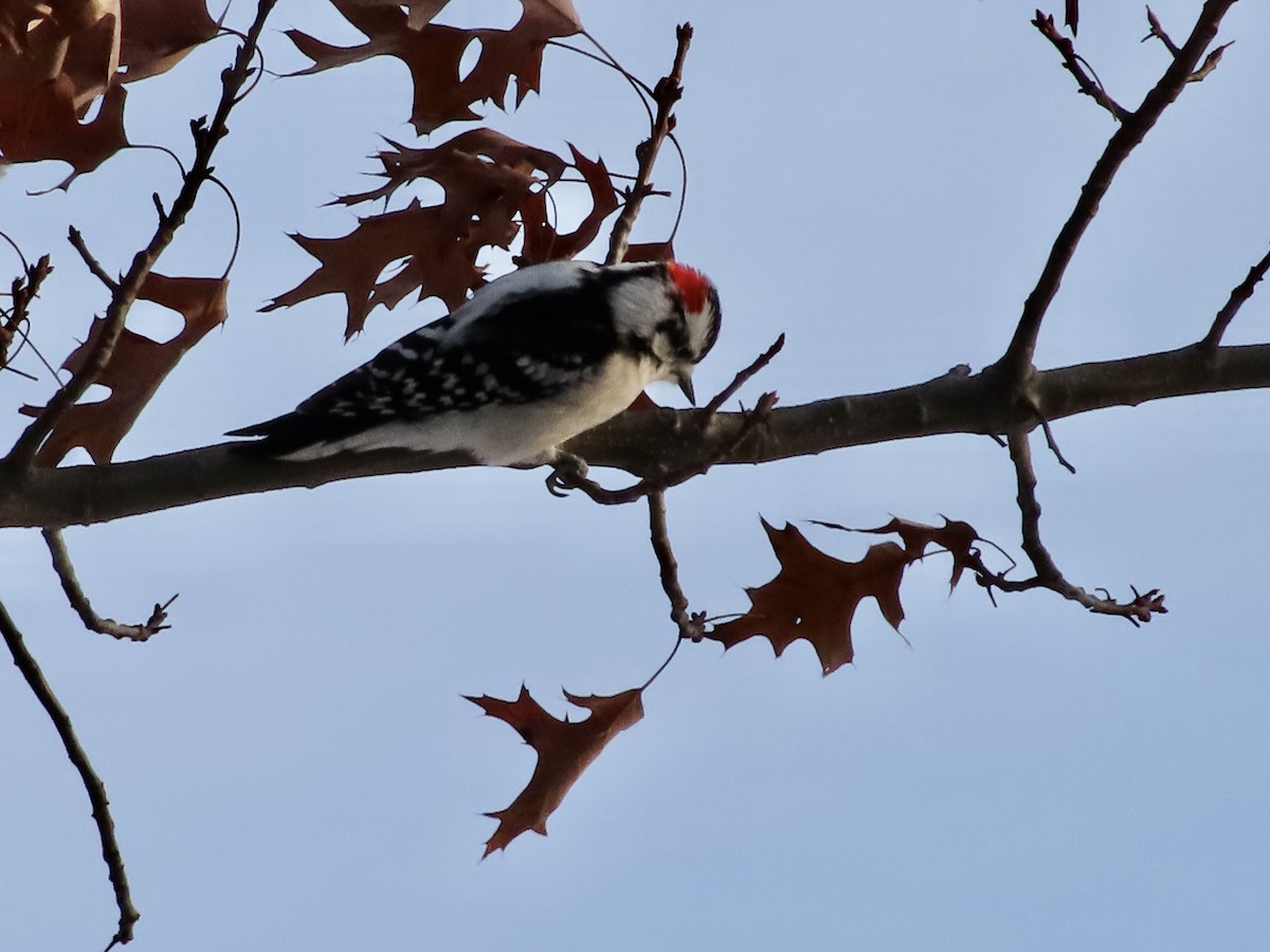 Downy Woodpecker - ML646428453
