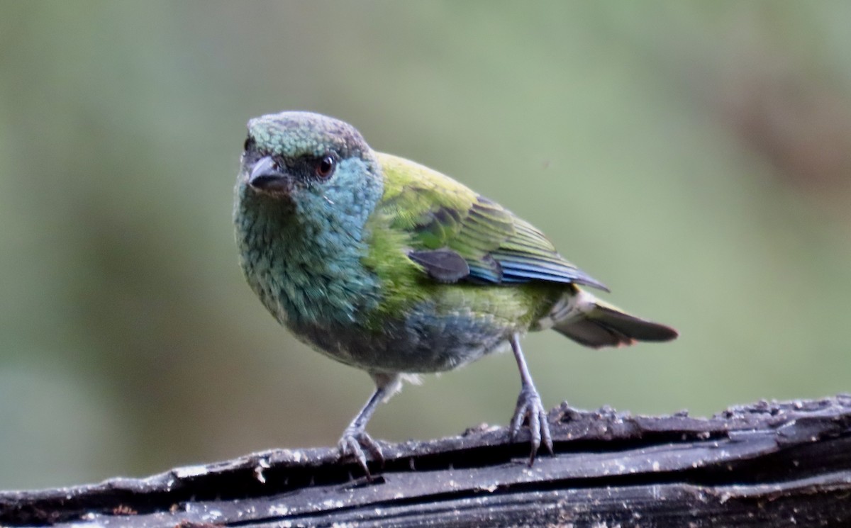 Black-capped Tanager - ML646428454