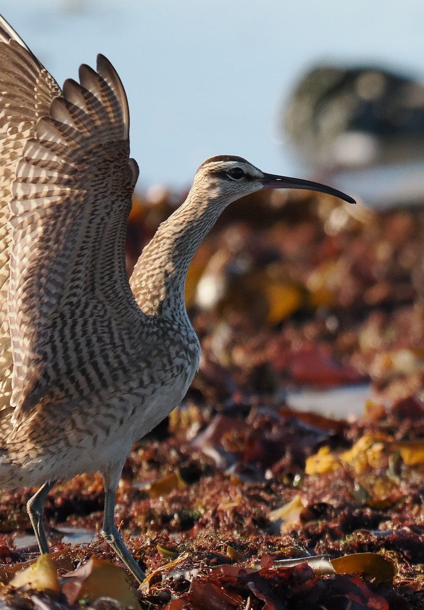 Hudsonian Whimbrel - ML646428463
