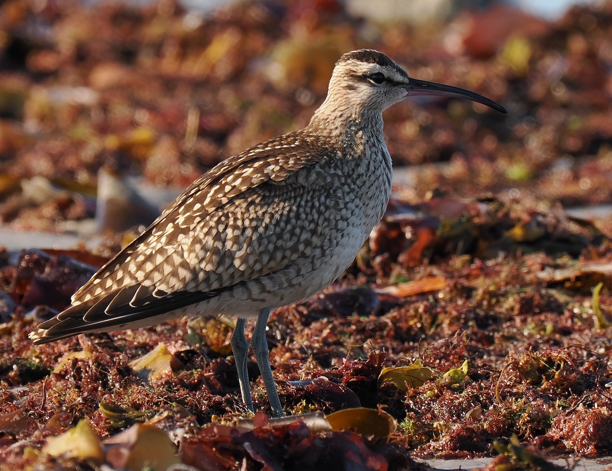 Hudsonian Whimbrel - ML646428464
