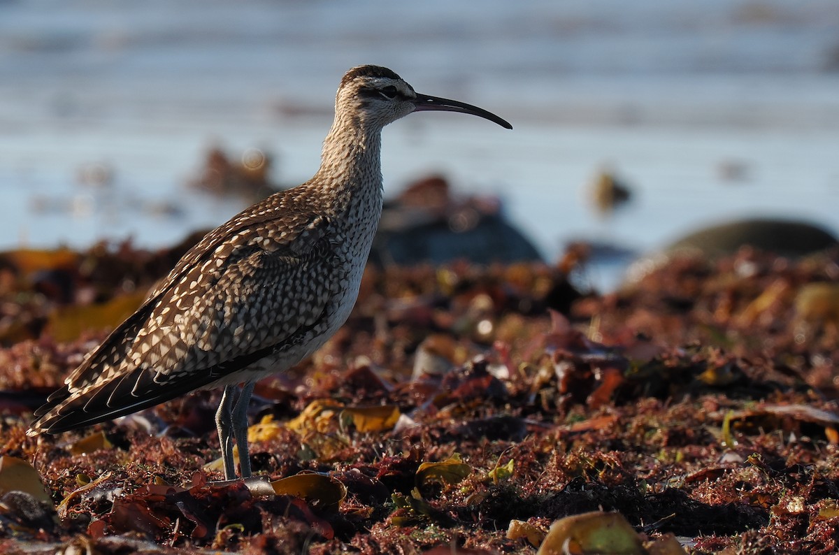 Hudsonian Whimbrel - ML646428465