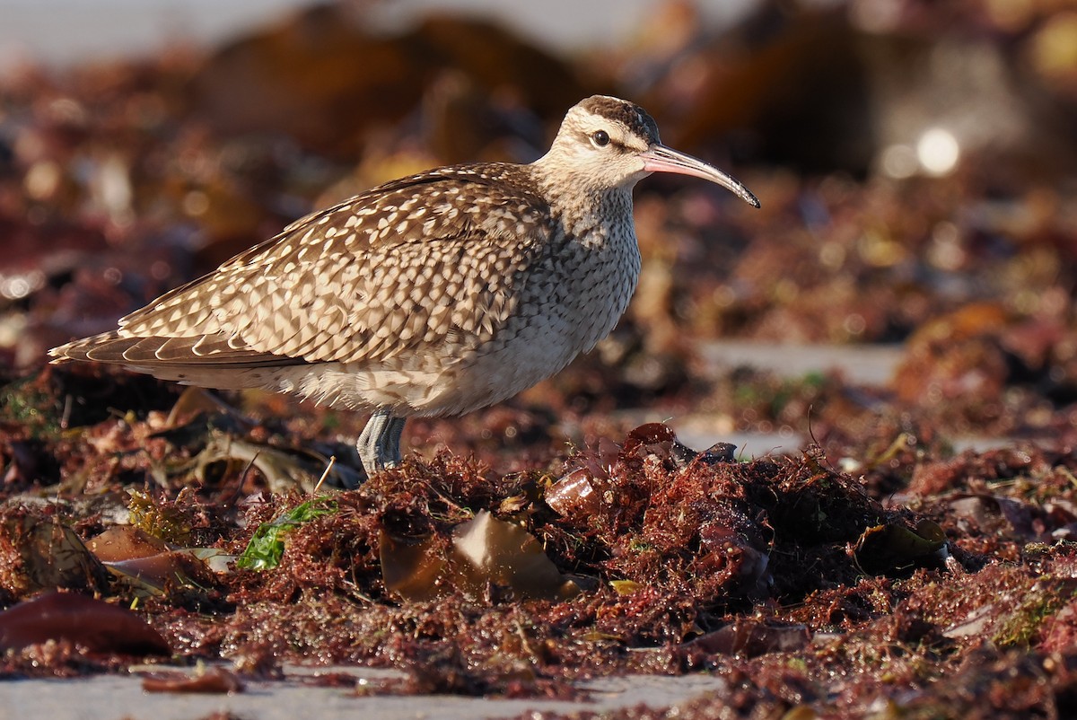 Hudsonian Whimbrel - ML646428466