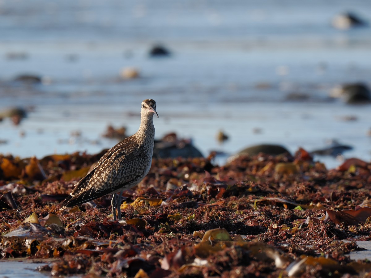Hudsonian Whimbrel - ML646428467