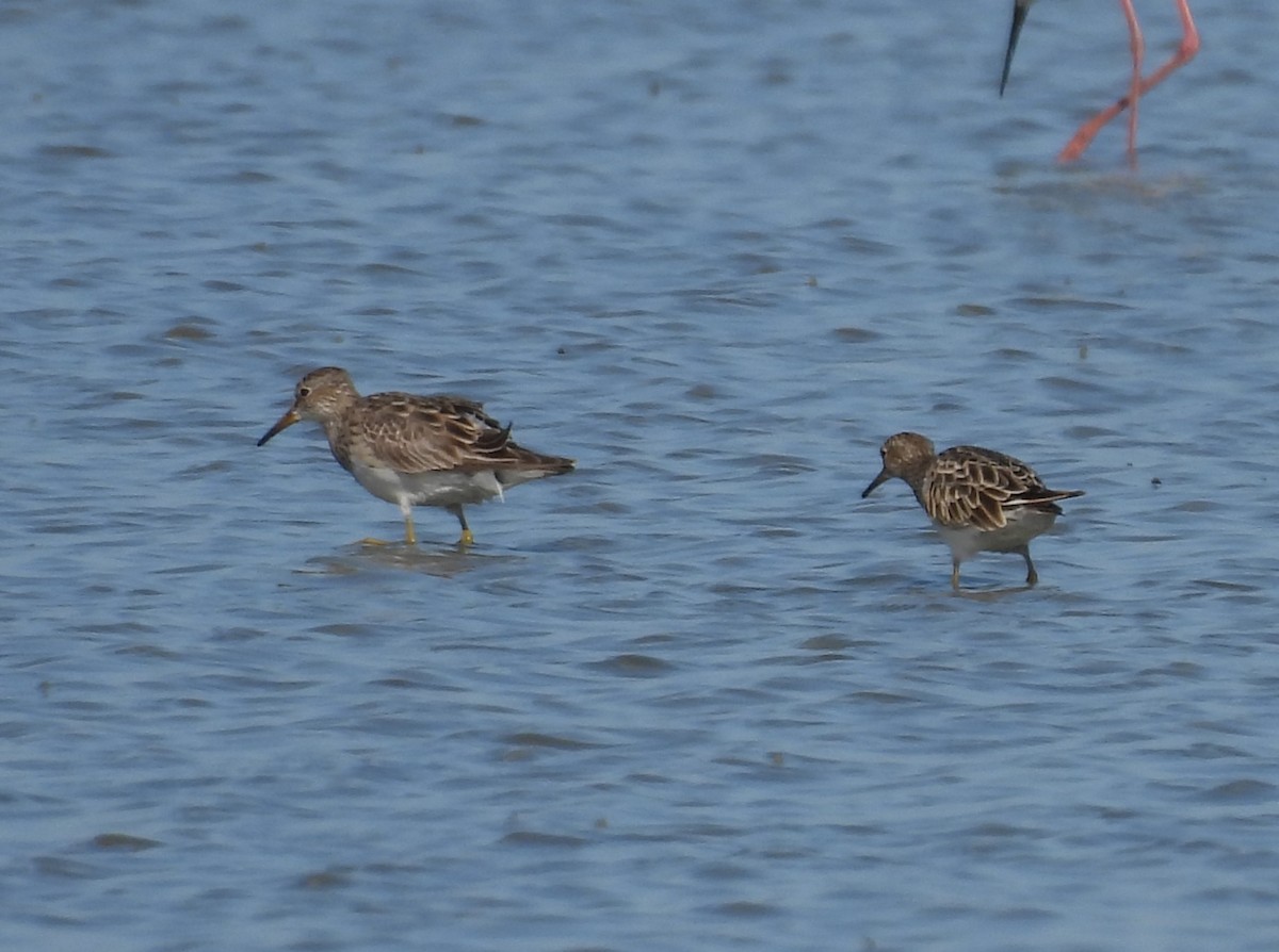 jespák skvrnitý - ML646428469