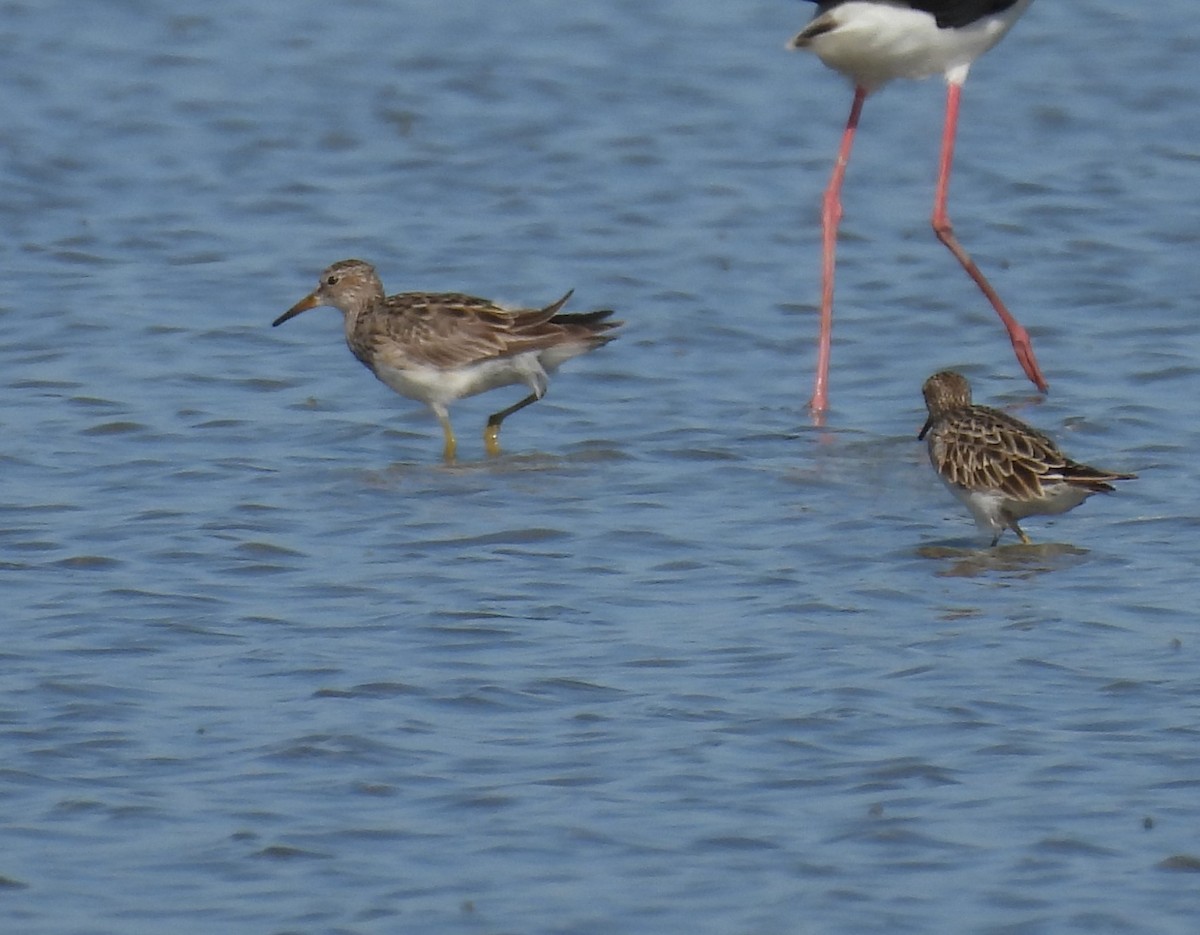 jespák skvrnitý - ML646428470