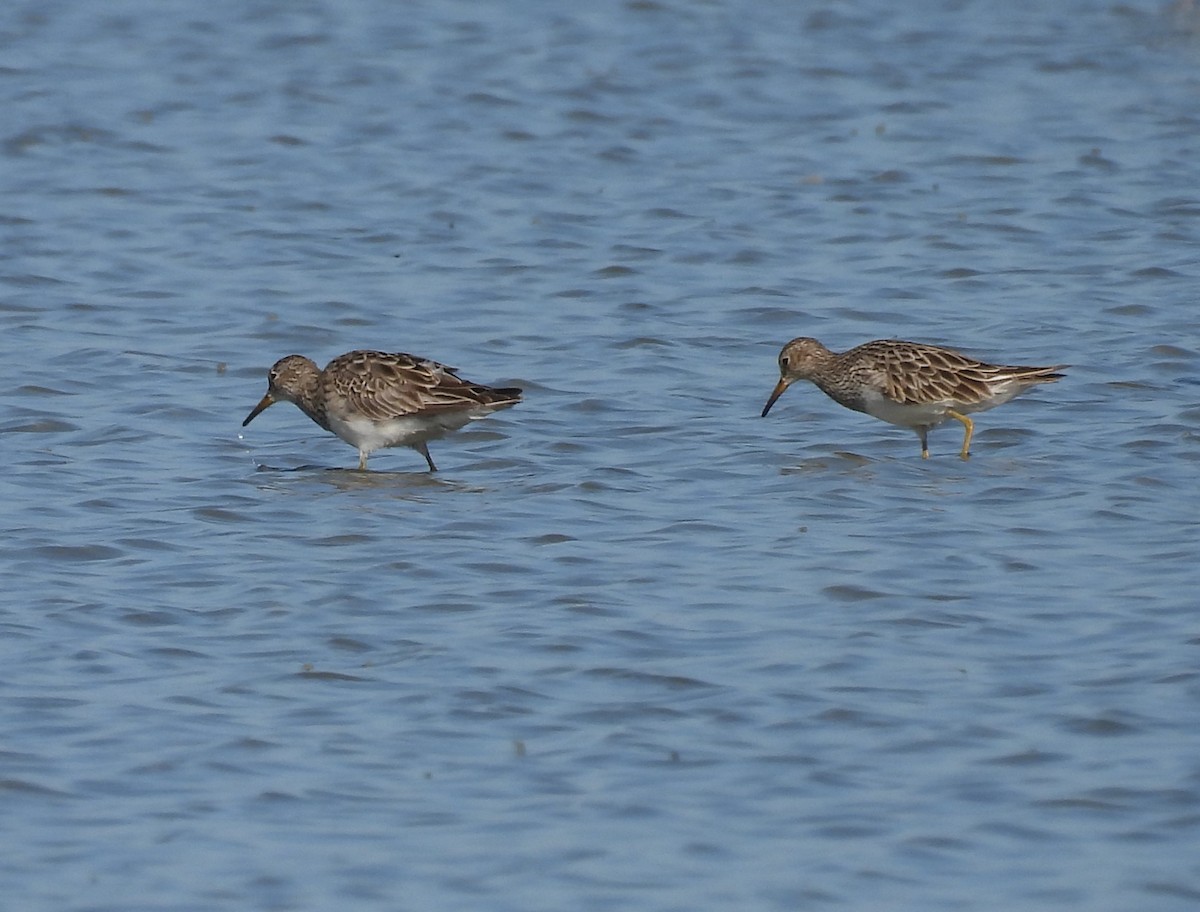 jespák skvrnitý - ML646428471