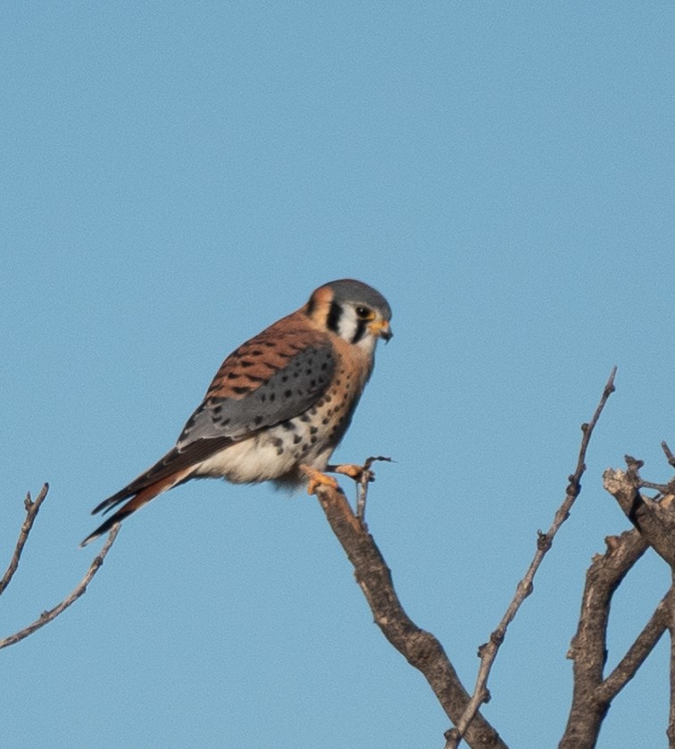 American Kestrel - ML646428476