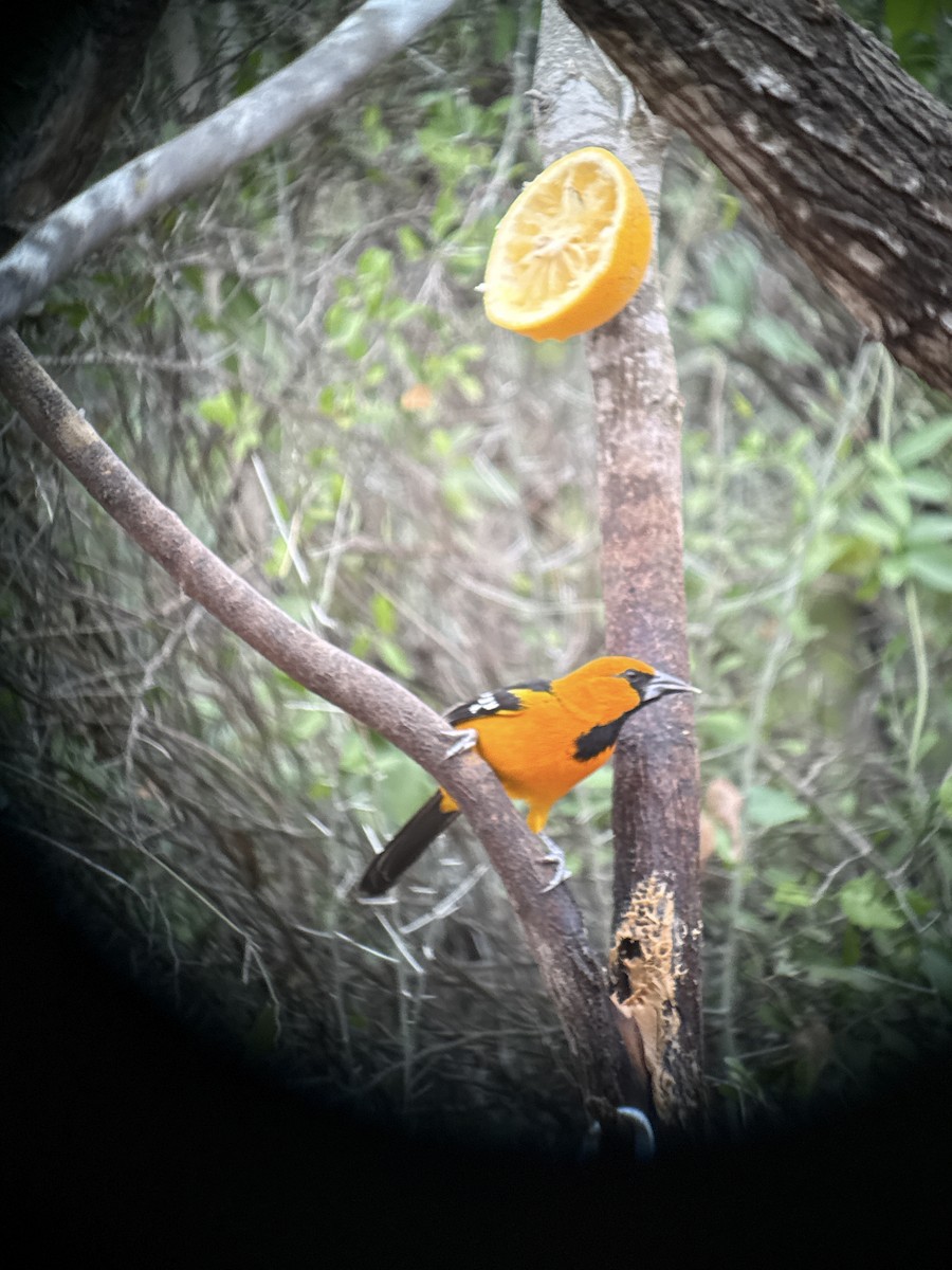 Altamira Oriole - ML646428477