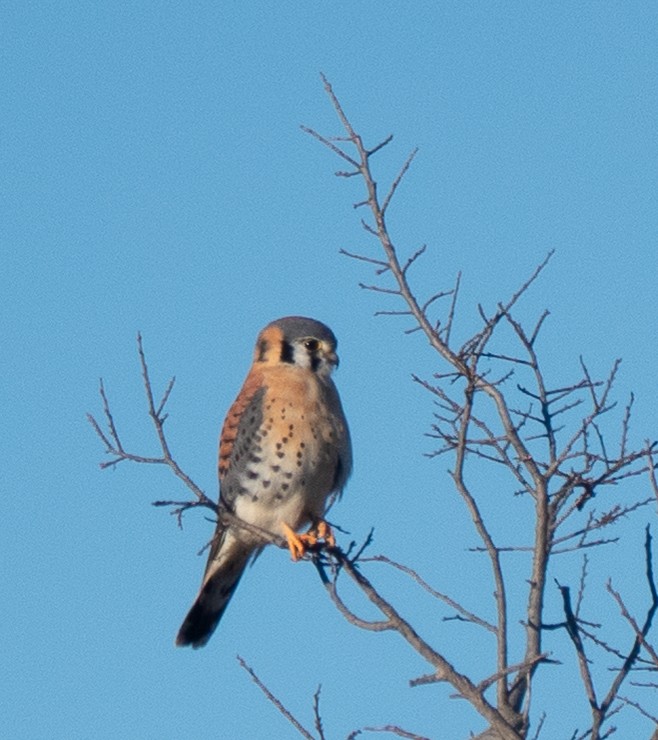 American Kestrel - ML646428481