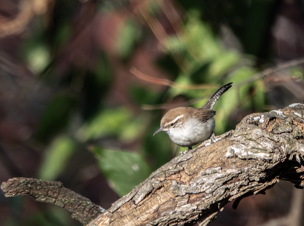 Bewick's Wren - ML646428482