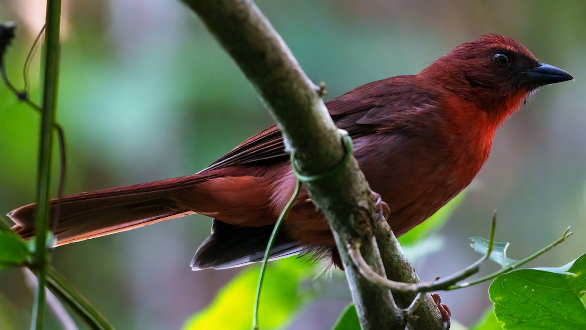 Red-throated Ant-Tanager - ML646428487