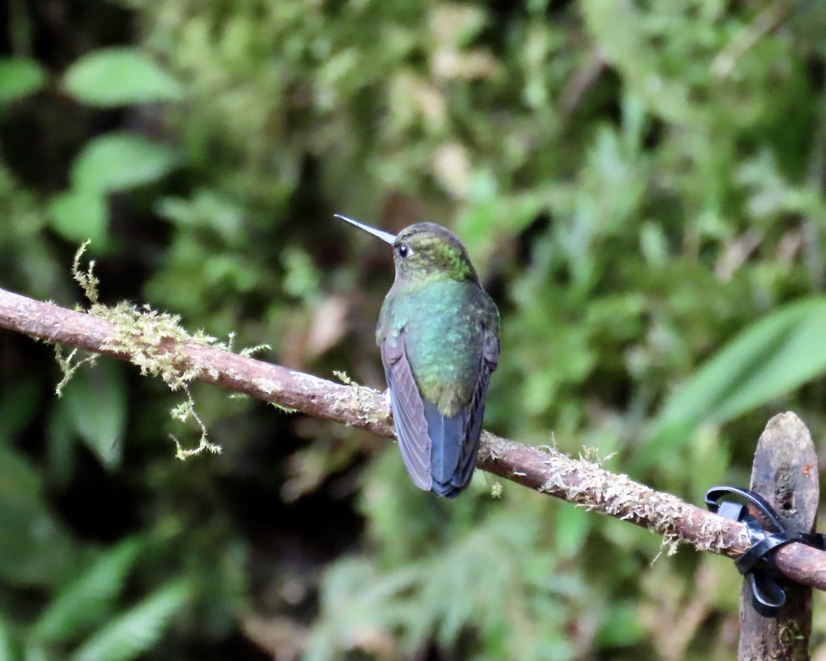 Greenish Puffleg - ML646428488