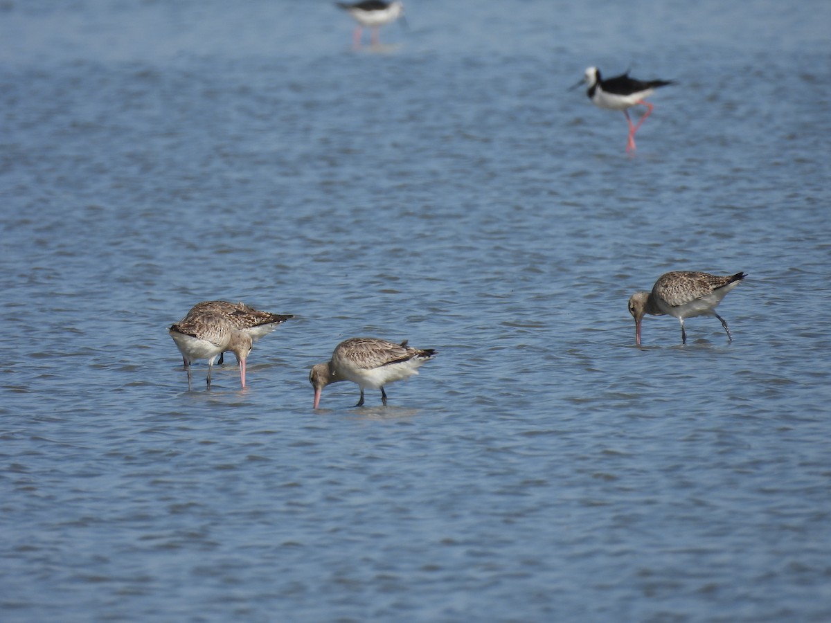 břehouš rudý - ML646428489