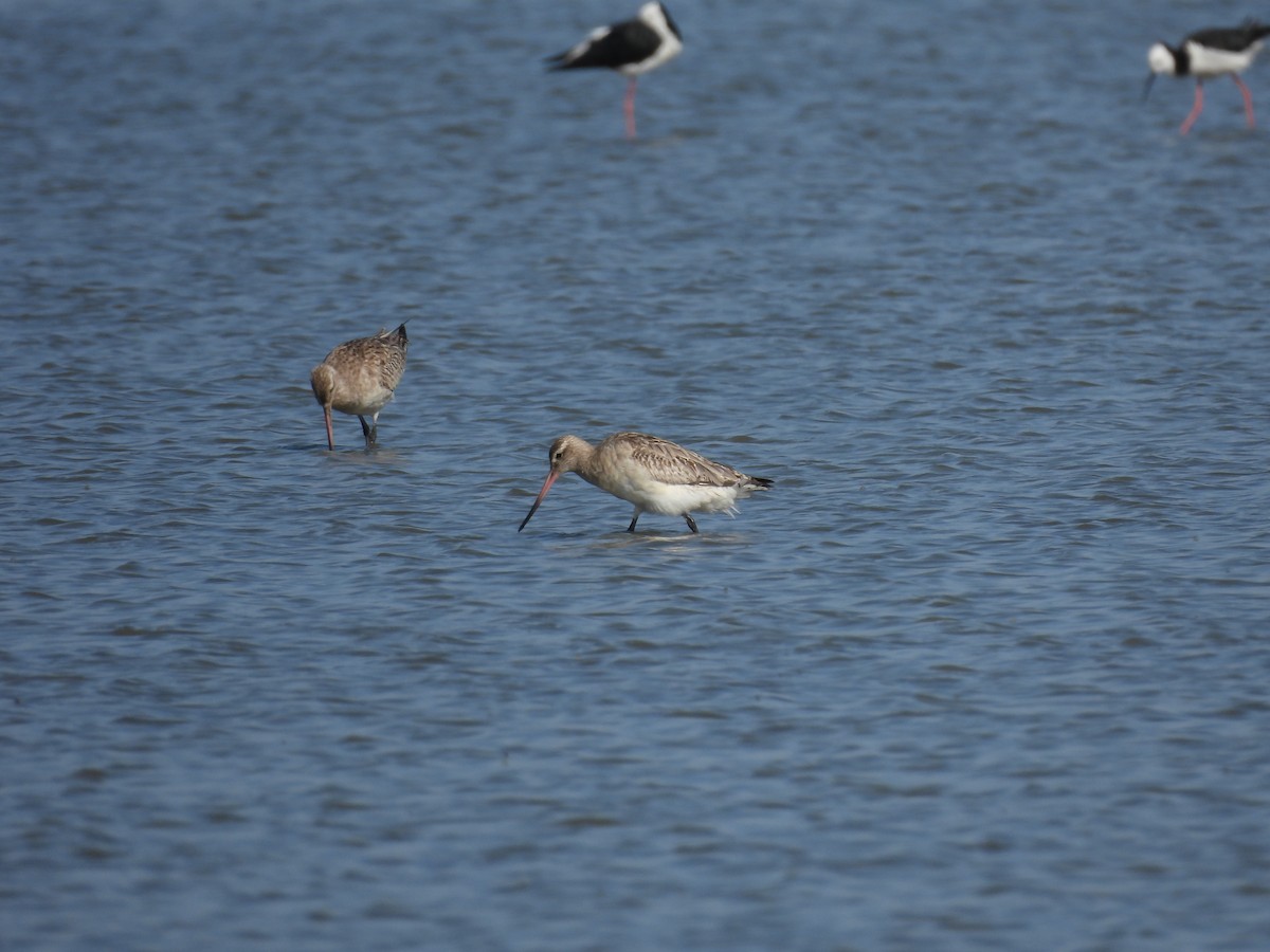 břehouš rudý - ML646428490