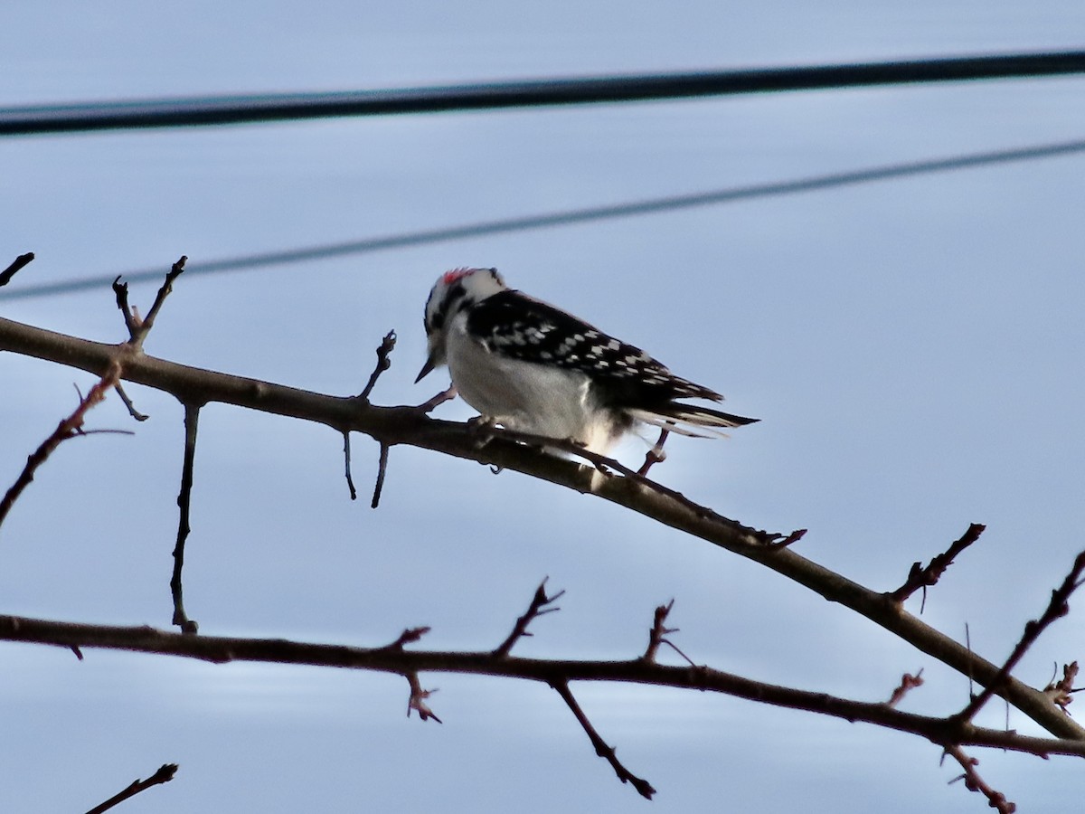 Downy Woodpecker - ML646428491