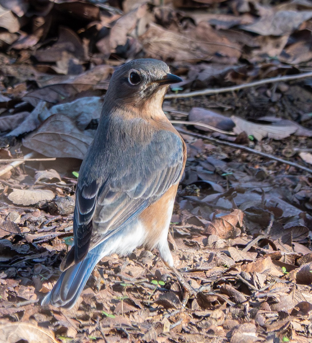 Блакитник східний - ML646428492
