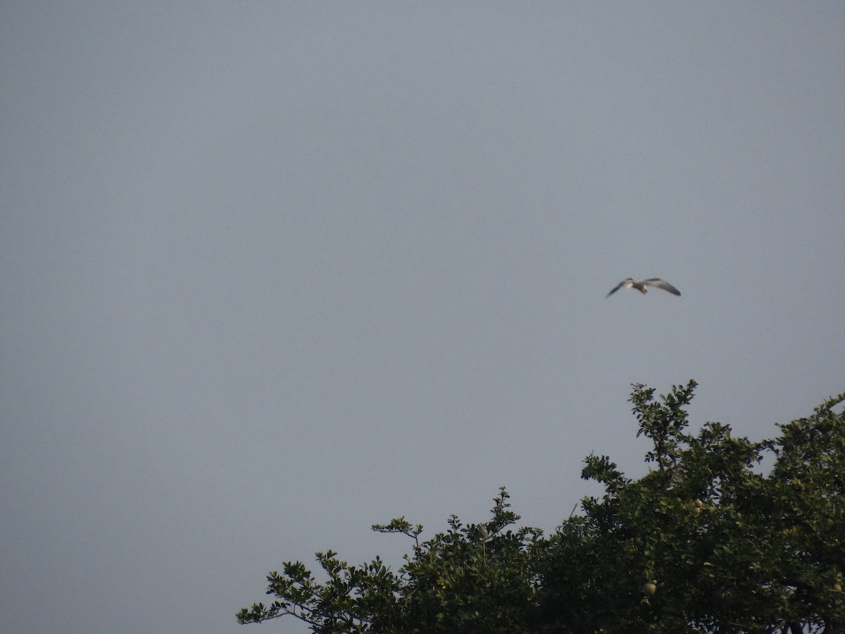 Black-winged Kite - ML646428493