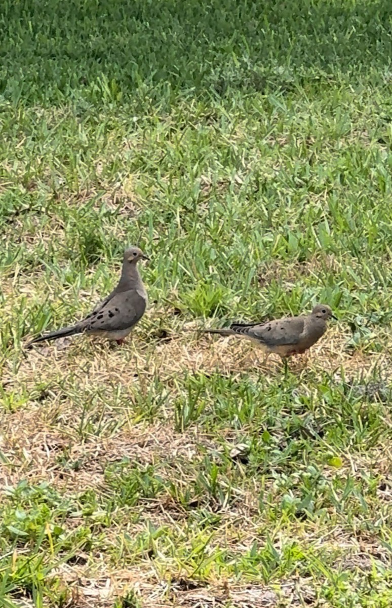 Mourning Dove - ML646428497